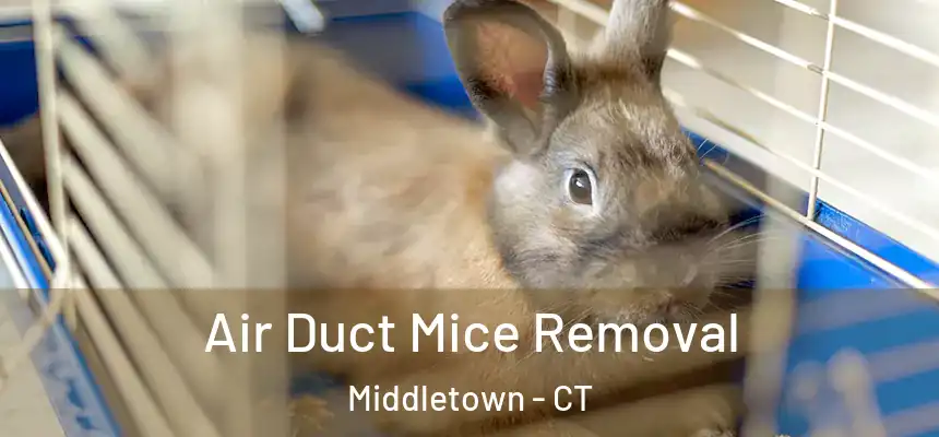 Air Duct Mice Removal Middletown - CT